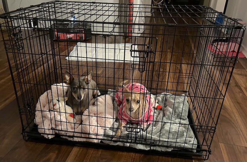 A collapsable dog crate with two dogs inside is one of the best dog accessories for rv camping