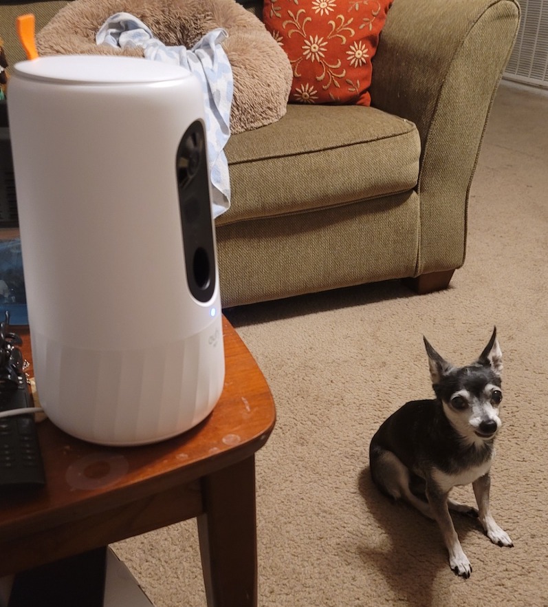 A Dog treat dispenser with dog waiting for a treat is one of the best dog accessories for rv camping