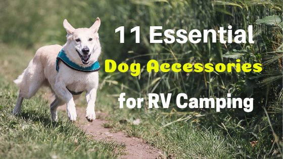 essential accessories for dogs when RV camping