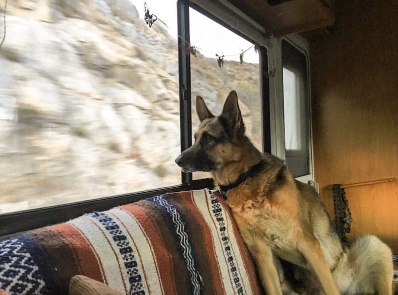 German Sheppard is in the back of an RV traveling down the road but the dog is not safe.