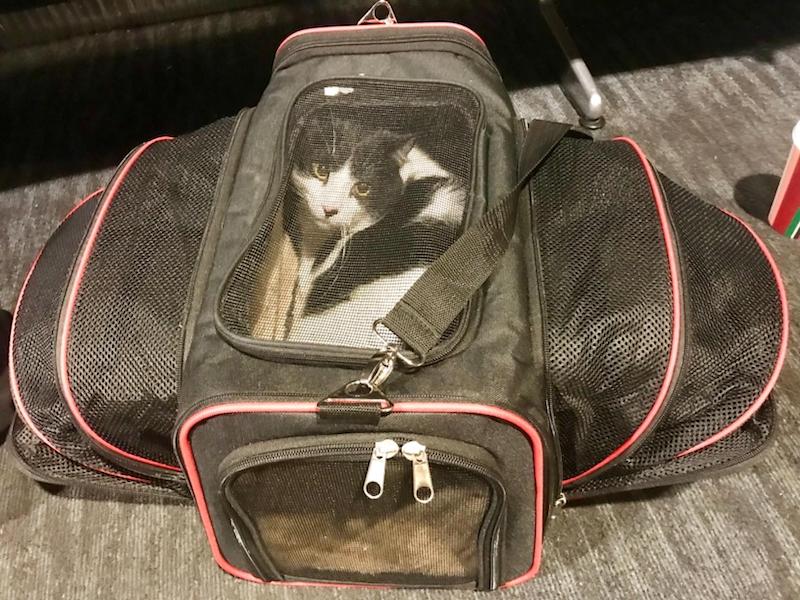 expandable cat carrier with a cat inside
