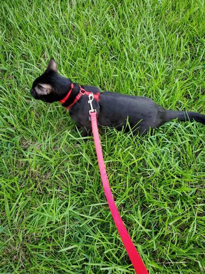 black cat walking in the grass wearing a cat harness and leash