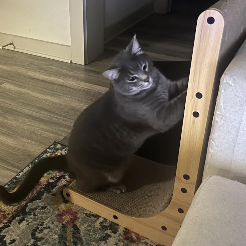 multi surface cat scratcher with cat on it