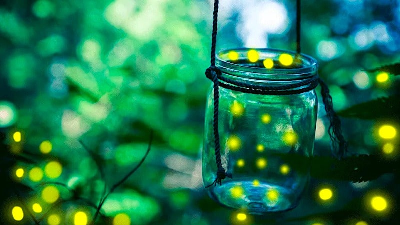 night time camping activity catch lightning bugs in jar