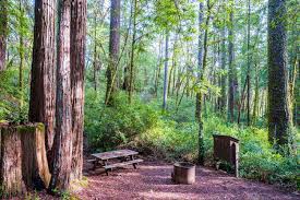 Hidden Springs Campground Humboldt Redwoods State Park