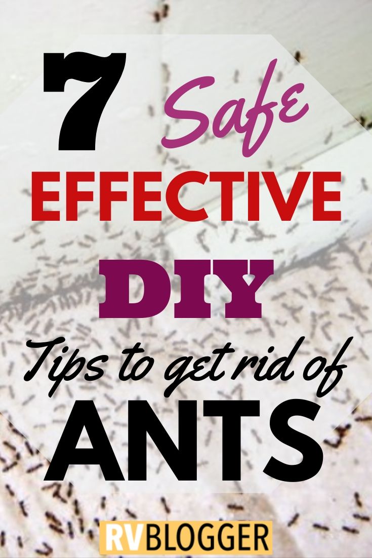 7 Effective Home Remedies To Rid Your RV of Ants – RVBlogger
