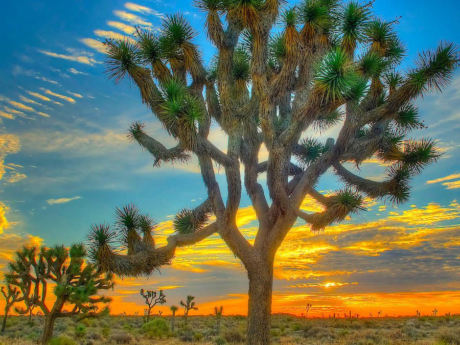 Ultimate Guide to RV Camping and Campgrounds in Joshua Tree