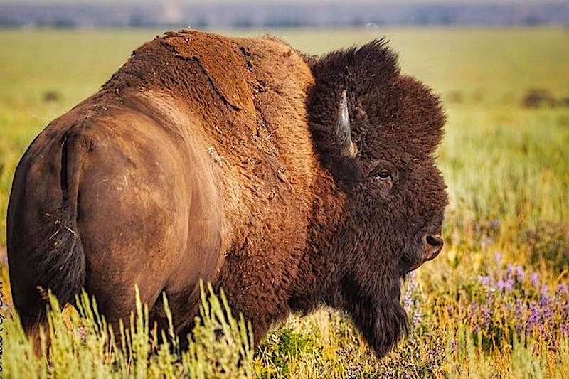 Yellowstone bison best rv vacations in usa