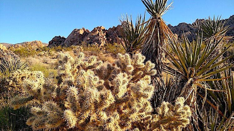 indian cove nature trail showing cholla