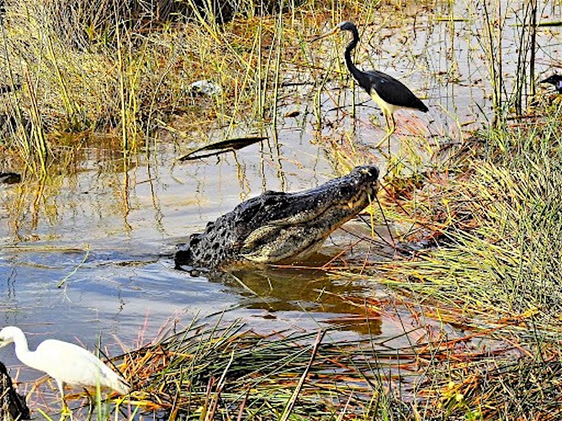 Everglades RV Camping: Boat Tours, Birds & Gators