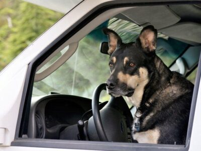 6 Best RVs for Traveling with Dogs