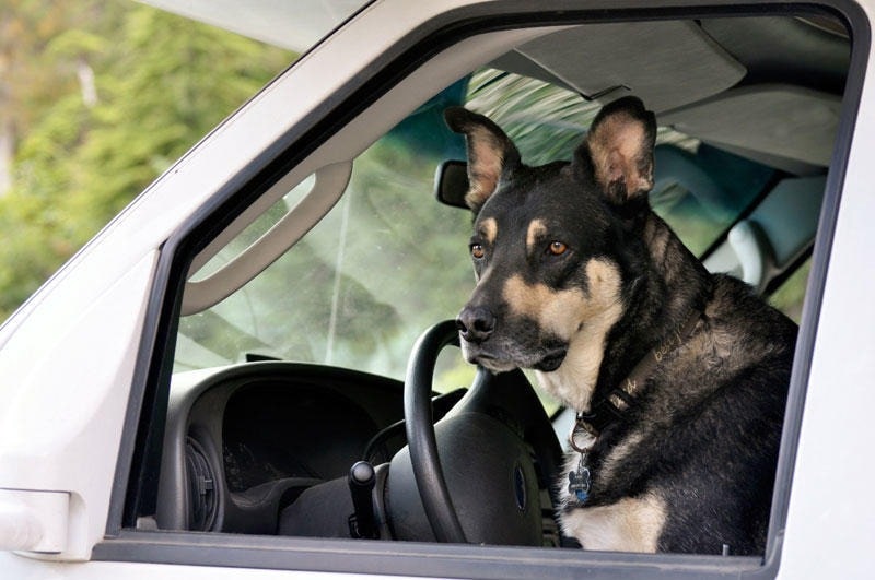 6 Best RVs for Traveling with Dogs