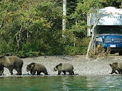 Can A Bear Get Into An RV? Bear Proof Your Camper!