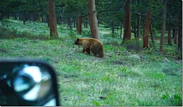 Do Car Alarms Scare Bears?
