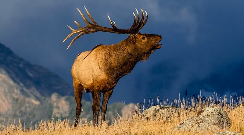 Rocky Mountain Elk Foundation Missoula