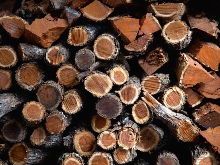 12 Best Smelling Firewoods (Campfires or Fireplaces) RVBlogger