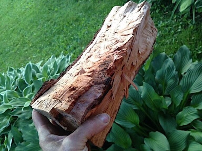 12 Best Smelling Firewoods (Campfires or Fireplaces) RVBlogger