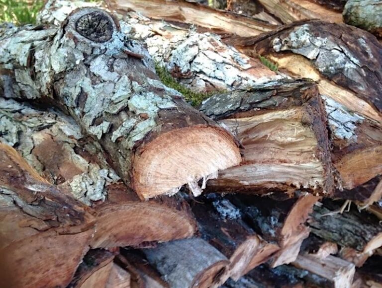 12 Best Smelling Firewoods (Campfires or Fireplaces) RVBlogger