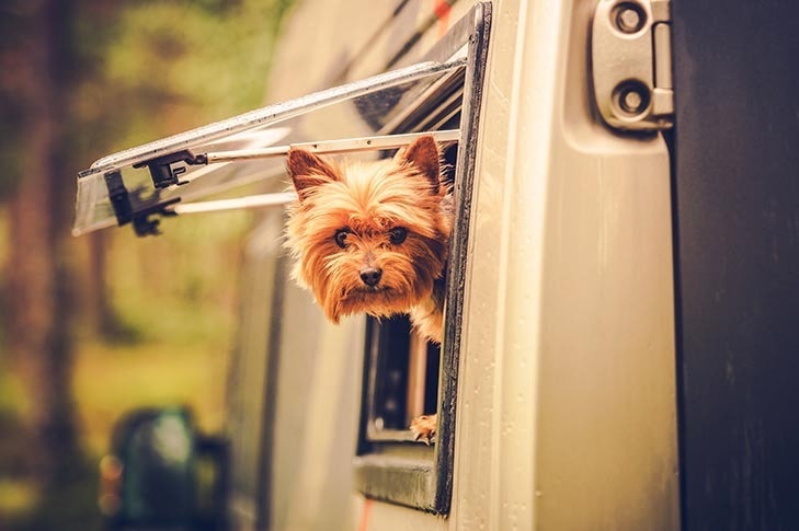 Pet-Friendly RV Security Systems
