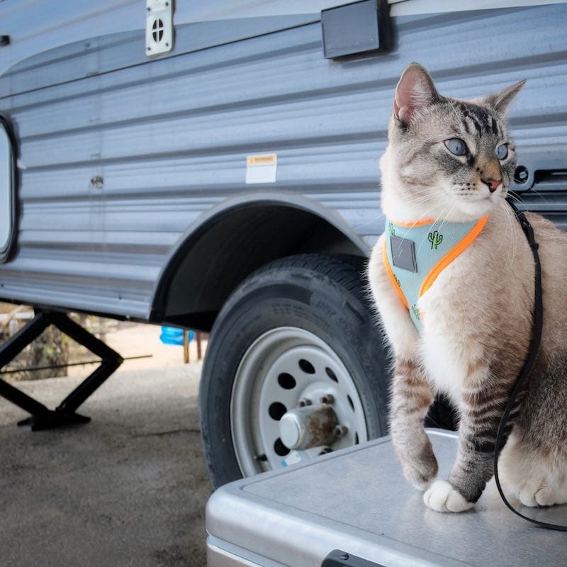Do Campgrounds Allow Cats