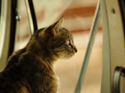 Making Your RV Cat-Friendly