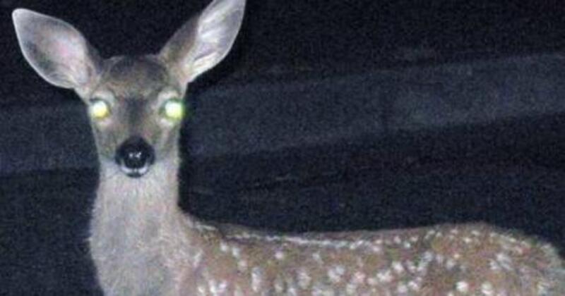 watch out for wildlife when driving your RV at night