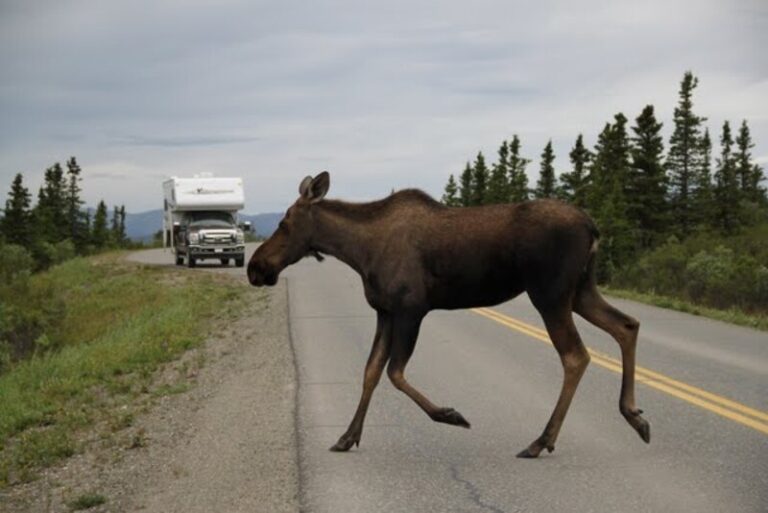 Can You Drive an RV to Alaska from the US? RVBlogger