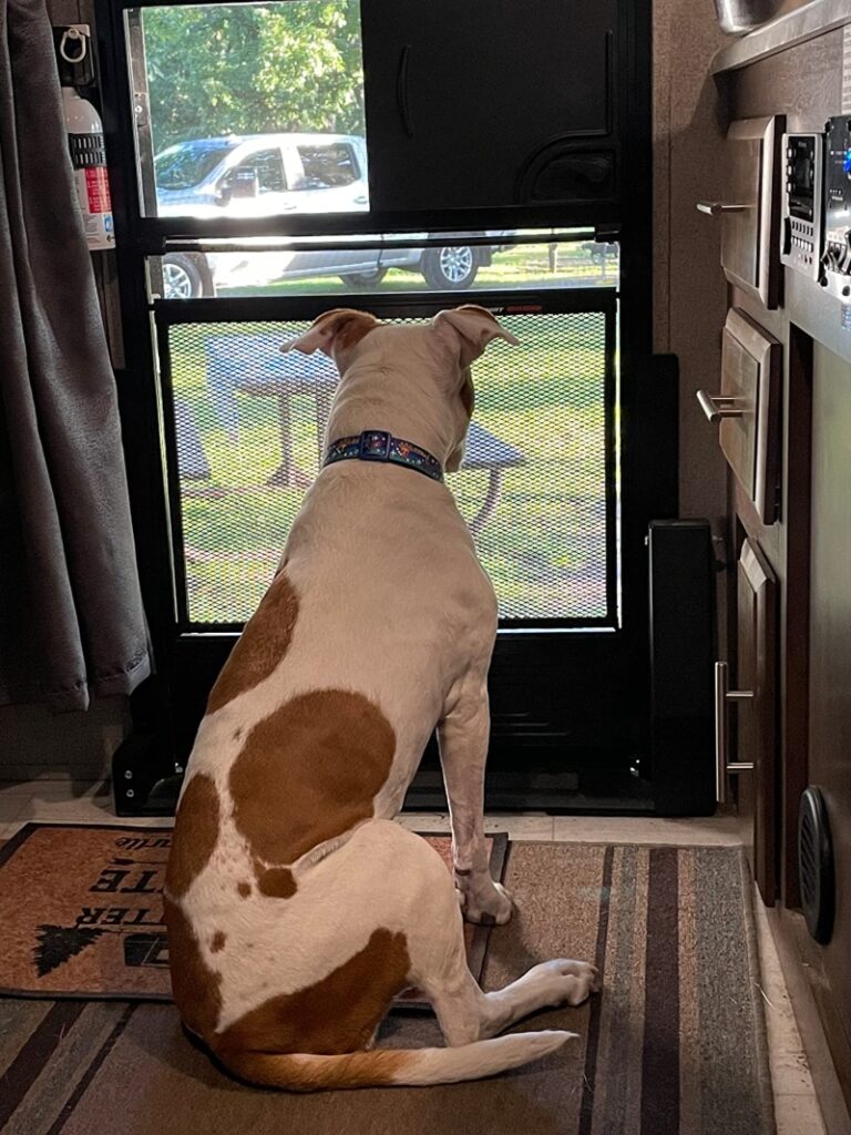 How Can I Protect My RV Screen Door from My Pets