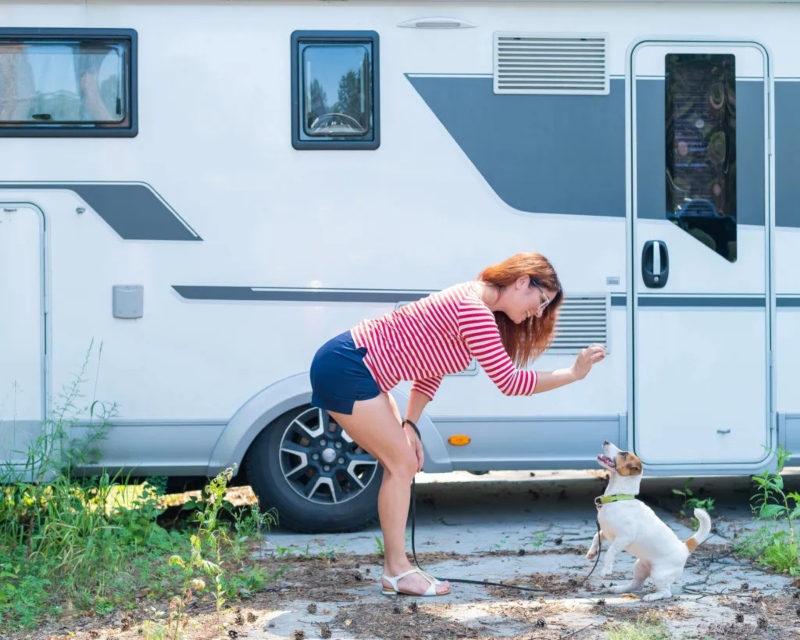 Steps To Make My Dog Comfortable In My RV