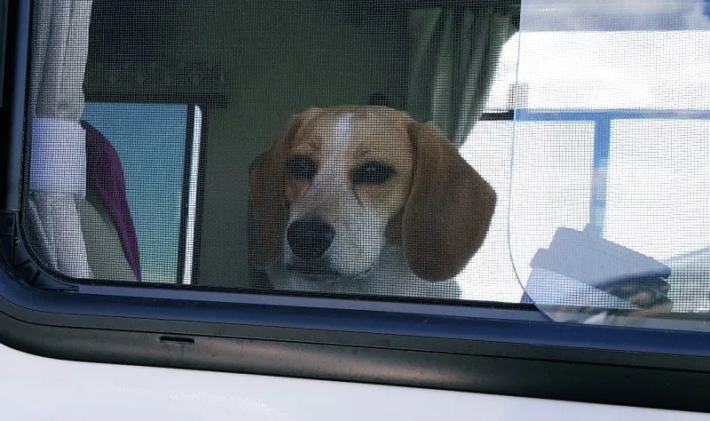 Barking dog inside RV next to our campsite
